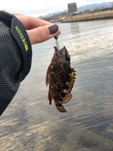 カサゴの釣果