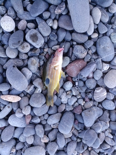 クロホシフエダイの釣果