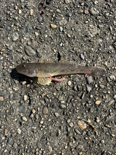 マハゼの釣果