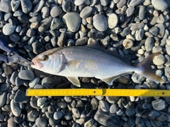 ショゴの釣果