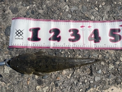 マゴチの釣果