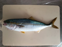 ツバスの釣果
