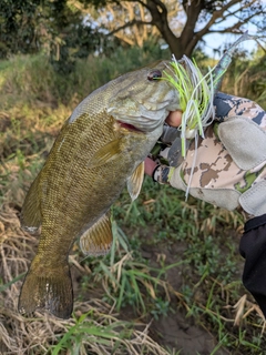 スモールマウスバスの釣果