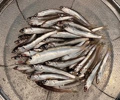 カタクチイワシの釣果