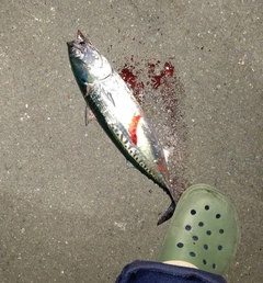 マルソウダの釣果