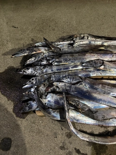 タチウオの釣果