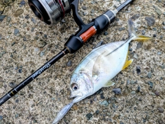 メッキの釣果