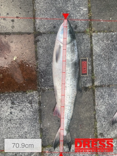 サケの釣果