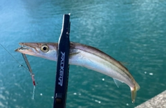 カマスの釣果