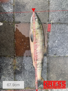 サケの釣果