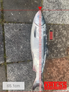 サケの釣果