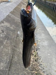 マナマズの釣果