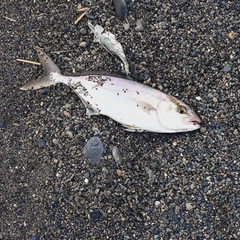 ショゴの釣果