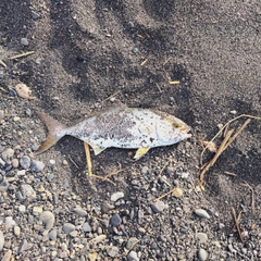 ショゴの釣果