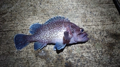 マゾイの釣果