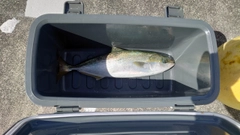 ショッコの釣果