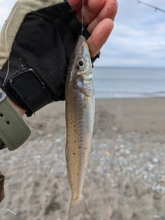 シロギスの釣果