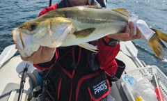 スズキの釣果