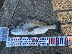 チヌの釣果