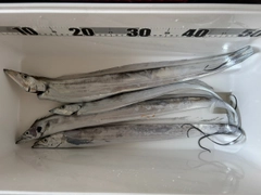 タチウオの釣果