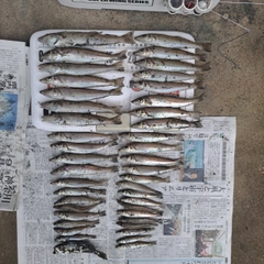シロギスの釣果