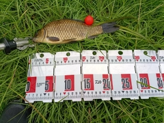 フナの釣果