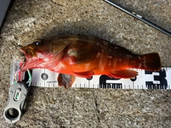 アカハタの釣果