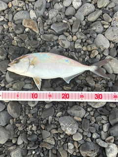 ショゴの釣果