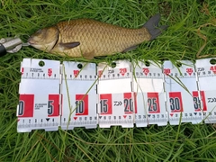 フナの釣果
