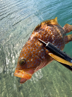 キジハタの釣果