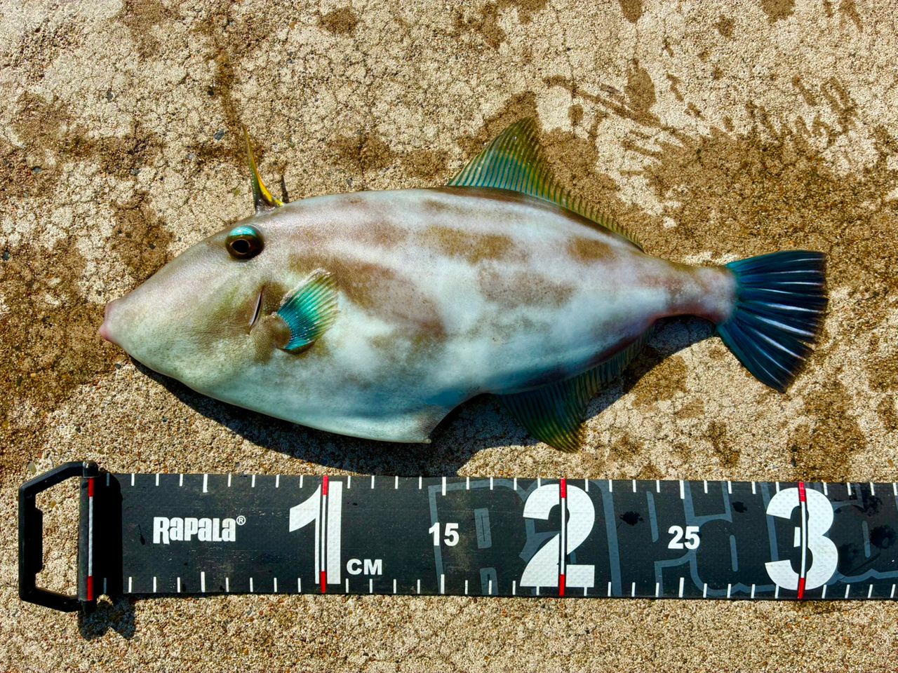 FISHING RIDER.さんの2026年10月03日(土)の釣行(宮城県 - 石巻湾