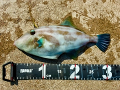 ウマヅラハギの釣果