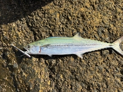 サゴシの釣果