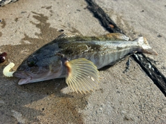 アイナメの釣果