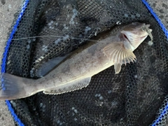 アイナメの釣果