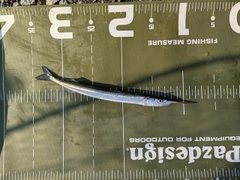 サヨリの釣果