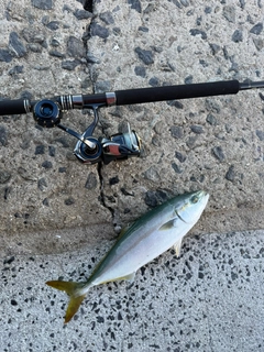 ヤズの釣果