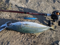 イナダの釣果