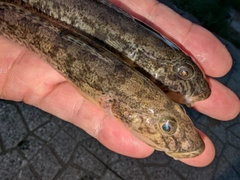 マハゼの釣果
