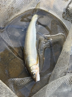 アユの釣果