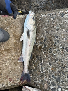 マルスズキの釣果
