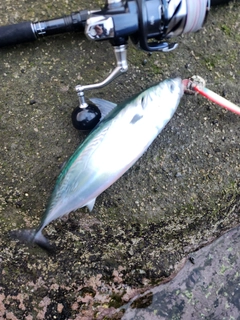 ヒラソウダの釣果