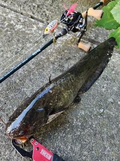 ナマズの釣果