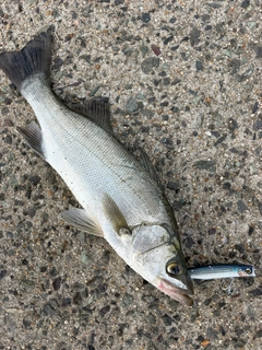 セイゴ（ヒラスズキ）の釣果