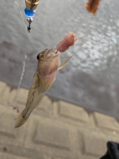 ハゼの釣果