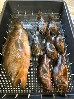 アコウの釣果