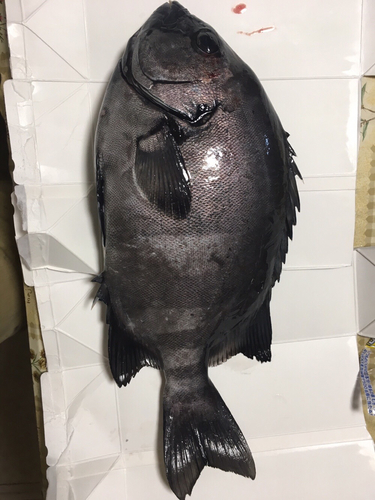 イシダイの釣果