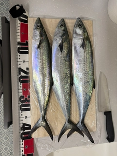 サゴシの釣果