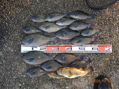 グレの釣果