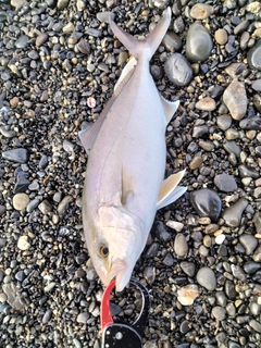 ショゴの釣果